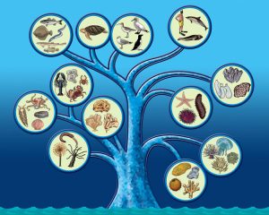 marc-sinic-illustrations-bd-musee-marin-tregastel-01