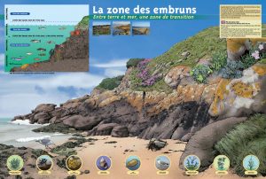 marc-sinic-illustrations-bd-musee-marin-tregastel-02