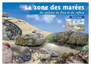 marc-sinic-illustrations-bd-musee-marin-tregastel-03