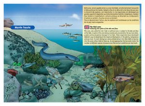 marc-sinic-illustrations-bd-musee-marin-tregastel-04