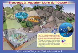 marc-sinic-illustrations-bd-musee-marin-tregastel-05