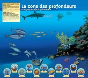 marc-sinic-illustrations-bd-musee-marin-tregastel-06