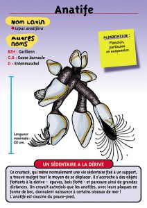 Signalétique du Musée Marin de Trégastel - Fiche Anatife
