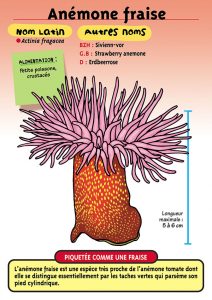 Signalétique du Musée Marin de Trégastel - Fiche Anémone fraise