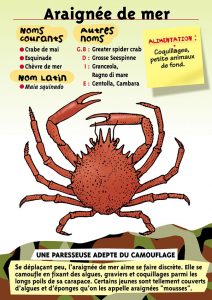 Signalétique du Musée Marin de Trégastel - Fiche Araignée de mer