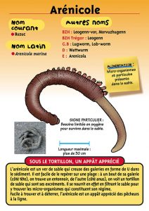 Signalétique du Musée Marin de Trégastel - Fiche Arénicole