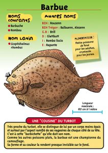 Signalétique du Musée Marin de Trégastel - Fiche Barbue