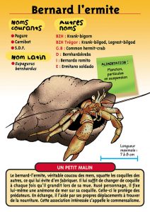 Signalétique du Musée Marin de Trégastel - Fiche Bernard l'ermite