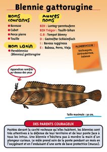 Signalétique du Musée Marin de Trégastel - Fiche Blennie gattorugine
