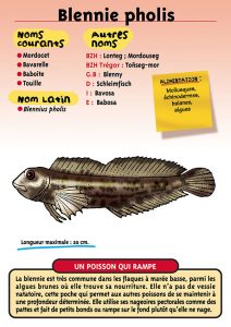 Signalétique du Musée Marin de Trégastel - Fiche Blennie pholis