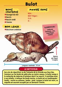 Signalétique du Musée Marin de Trégastel - Fiche Bulot