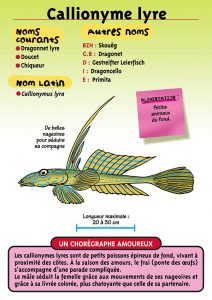 Signalétique du Musée Marin de Trégastel - Fiche Callionyme lyre