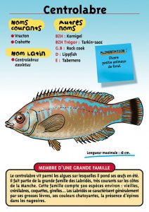 Signalétique du Musée Marin de Trégastel - Fiche Centrolabre