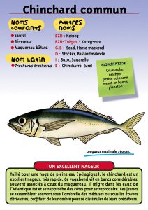 Signalétique du Musée Marin de Trégastel - Fiche Chinchard commun