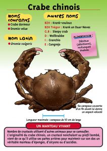 Signalétique du Musée Marin de Trégastel - Fiche Crabe chinois