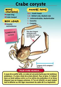 Signalétique du Musée Marin de Trégastel - Fiche Crabe coryste