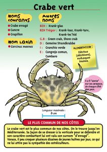 Signalétique du Musée Marin de Trégastel - Fiche Crabe vert