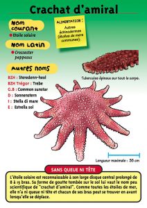 Signalétique du Musée Marin de Trégastel - Fiche Crachat d'amiral