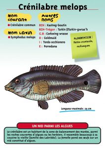 Signalétique du Musée Marin de Trégastel - Fiche Crénilabre melops