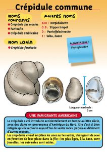 Signalétique du Musée Marin de Trégastel - Fiche Crépidule commune