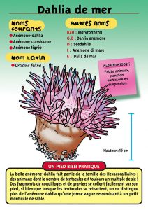 Signalétique du Musée Marin de Trégastel - Fiche Dahlia de mer