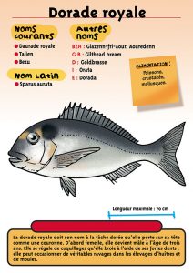 Signalétique du Musée Marin de Trégastel - Fiche Dorade royale
