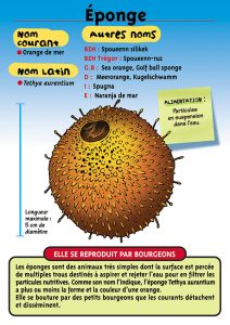Signalétique du Musée Marin de Trégastel - Fiche Eponge