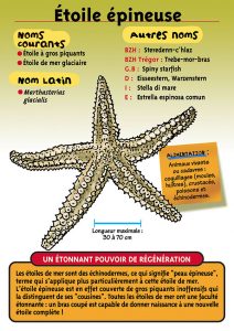 Signalétique du Musée Marin de Trégastel - Fiche étoile épineuse