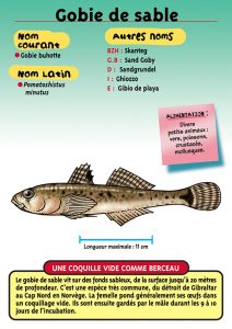 Signalétique du Musée Marin de Trégastel - Fiche Gobie de sable