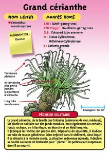 Signalétique du Musée Marin de Trégastel - Fiche Grand cérianthe