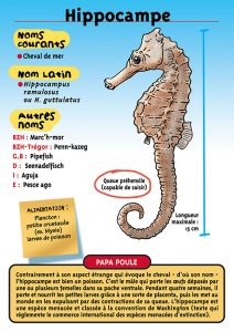 Signalétique du Musée Marin de Trégastel - Fiche Hippocampe