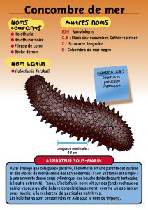 Signalétique du Musée Marin de Trégastel - Fiche Concombre de mer