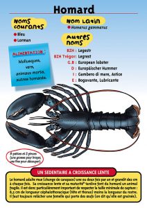 Signalétique du Musée Marin de Trégastel - Fiche Homard