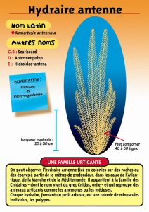 Signalétique du Musée Marin de Trégastel - Fiche AnHydraire antenne