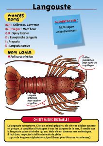 Signalétique du Musée Marin de Trégastel - Fiche Langouste