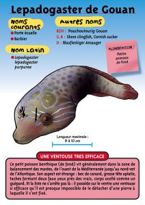 Signalétique du Musée Marin de Trégastel - Fiche Lepadogaster de gouan