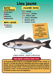 Signalétique du Musée Marin de Trégastel - Fiche Lieu jaune