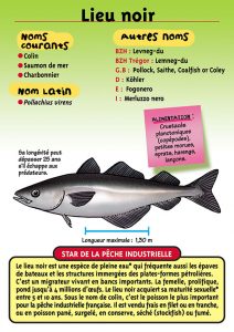 Signalétique du Musée Marin de Trégastel - Fiche Lieu noir