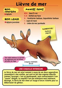 Signalétique du Musée Marin de Trégastel - Fiche Lièvre de mer