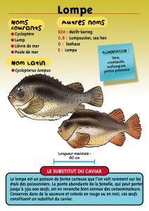 Signalétique du Musée Marin de Trégastel - Fiche Lompe