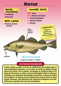 Signalétique du Musée Marin de Trégastel - Fiche Morue