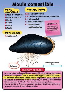Signalétique du Musée Marin de Trégastel - Fiche Moule comestible