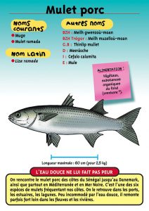 Signalétique du Musée Marin de Trégastel - Fiche Mulet porc