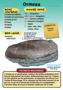 Signalétique du Musée Marin de Trégastel - Fiche Ormeau