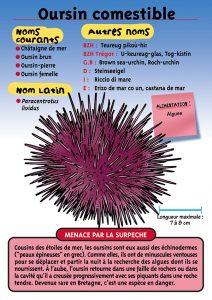 Signalétique du Musée Marin de Trégastel - Fiche oursin comestible