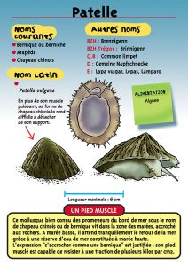 Signalétique du Musée Marin de Trégastel - Fiche patelle