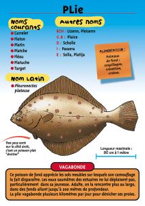 Signalétique du Musée Marin de Trégastel - Fiche plie