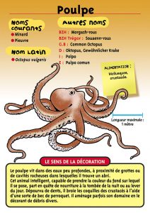 Signalétique du Musée Marin de Trégastel - Fiche Poulpe