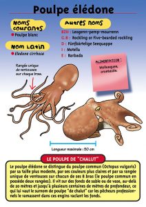 Signalétique du Musée Marin de Trégastel - Fiche Pouple élédone