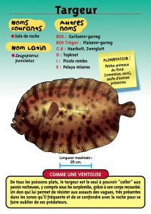 Fiche signalétique Targeur, Musée Marin de Trégastel